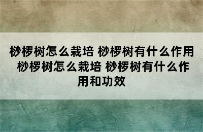 桫椤树怎么栽培 桫椤树有什么作用 桫椤树怎么栽培 桫椤树有什么作用和功效